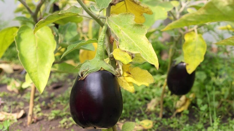 Hvorfor blir aubergineblader gule og hva skal jeg gjøre hvis dette skjer