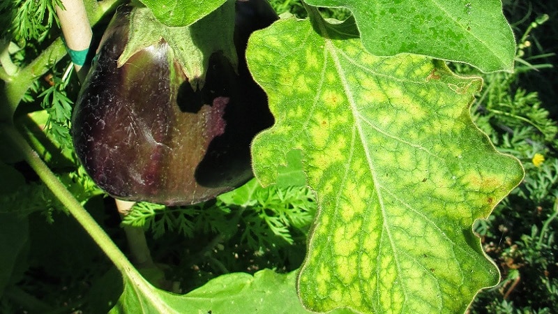 Hvorfor blir aubergineblader gule og hva skal jeg gjøre hvis dette skjer