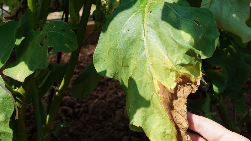 Pourquoi les feuilles d'aubergine jaunissent-elles et que faire si cela se produit