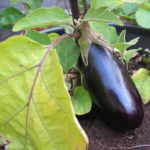 Hvorfor blir aubergineblader gule og hva skal jeg gjøre hvis dette skjer