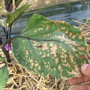 Waarom worden auberginebladeren geel en wat te doen als dit gebeurt?