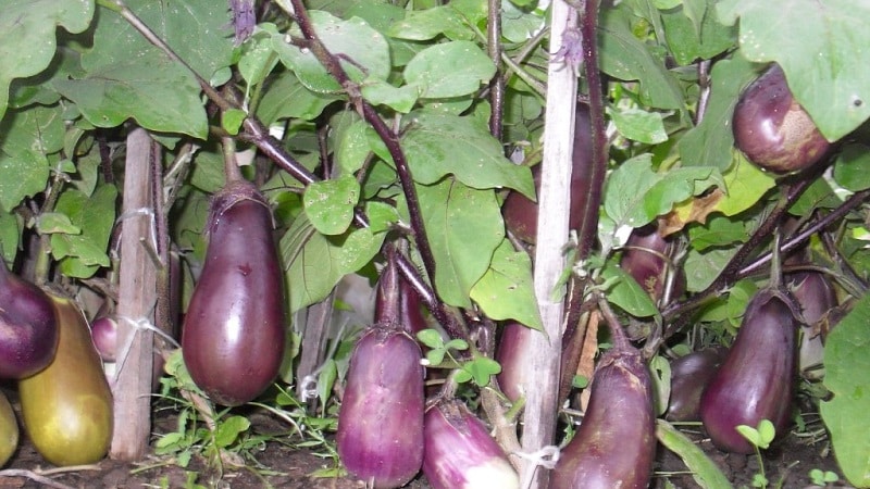 Waarom worden auberginebladeren geel en wat te doen als dit gebeurt?