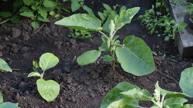 Waarom worden auberginebladeren geel en wat te doen als dit gebeurt?