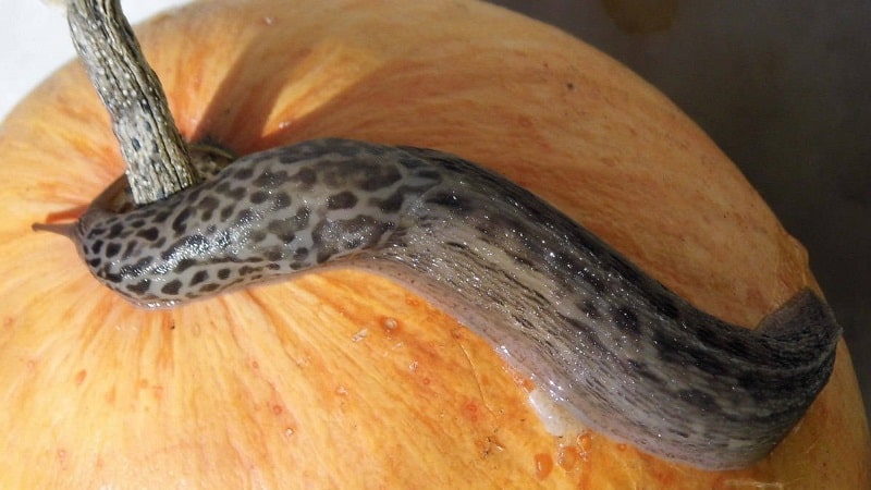 Pourquoi les feuilles de citrouille jaunissent-elles, que faire et comment éviter que le problème ne se produise