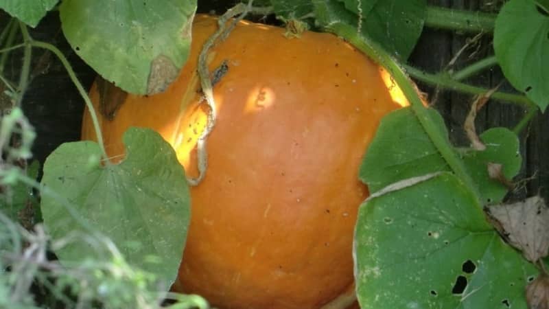 Perché le foglie della zucca diventano gialle, cosa fare e come evitare che si verifichi il problema