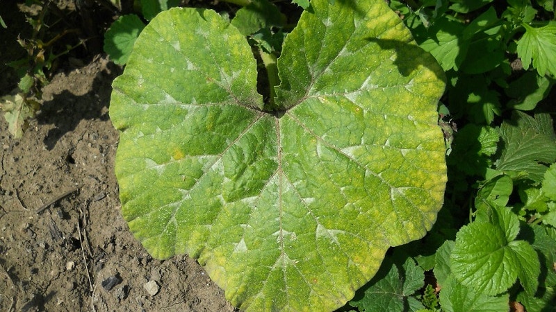 Perché le foglie della zucca diventano gialle, cosa fare e come evitare che si verifichi il problema