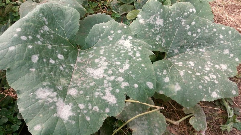 Pourquoi les feuilles de citrouille jaunissent-elles, que faire et comment éviter que le problème ne se produise