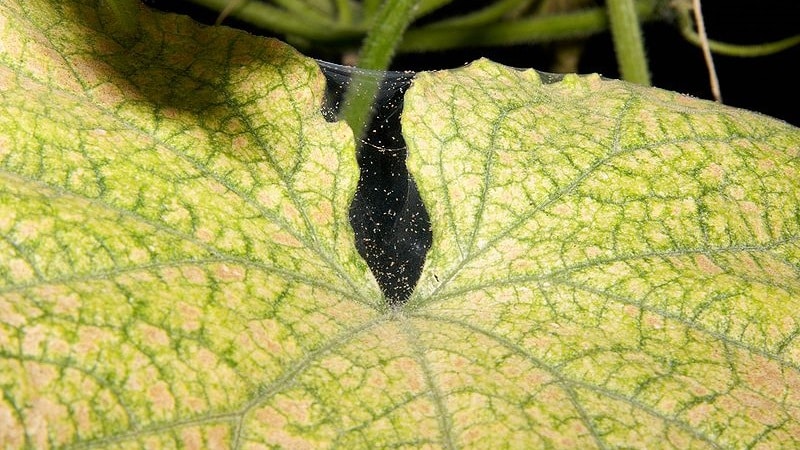 Perché le foglie della zucca diventano gialle, cosa fare e come evitare che si verifichi il problema