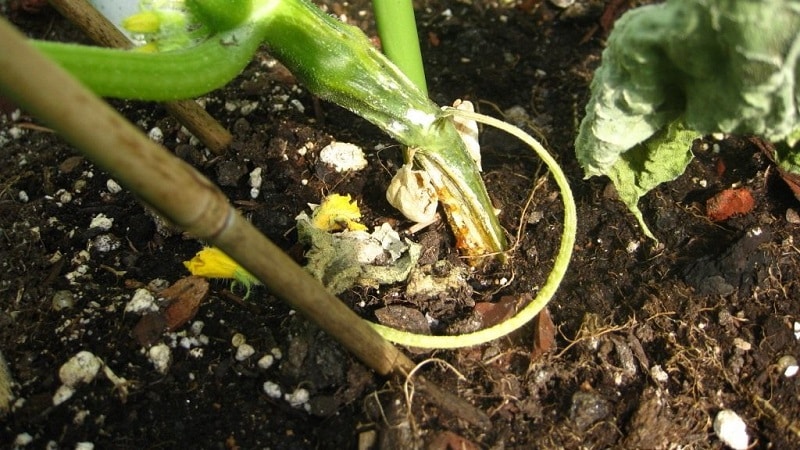 Pourquoi les feuilles de citrouille jaunissent-elles, que faire et comment éviter que le problème ne se produise