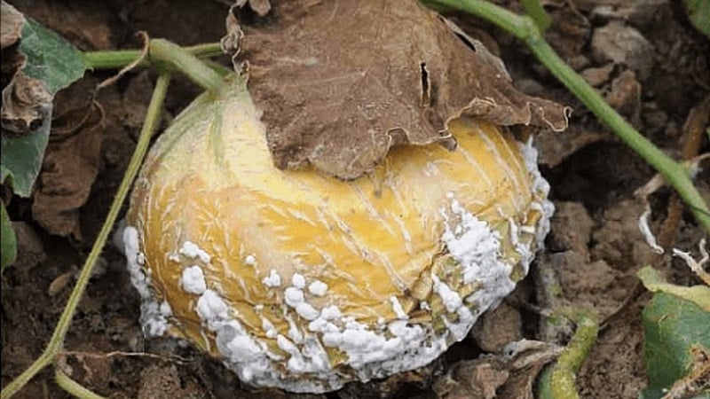 Por qué las hojas de calabaza se vuelven amarillas, qué hacer y cómo evitar que ocurra el problema