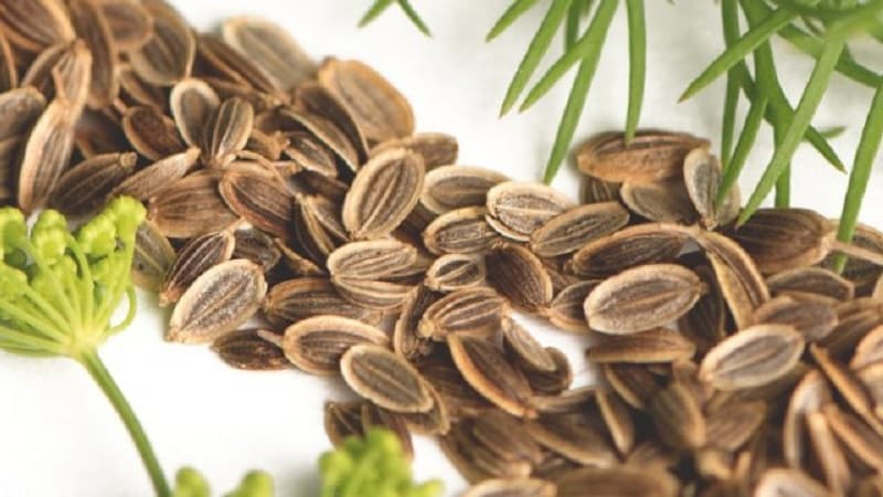 Beneficial properties of dill seeds and contraindications for their use