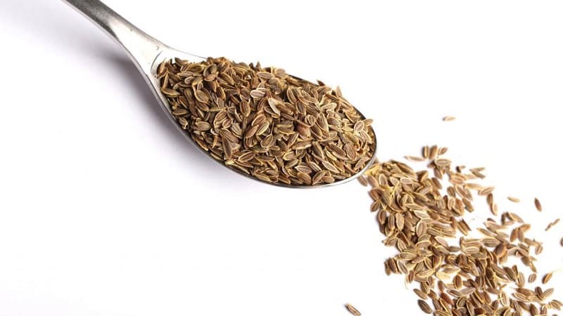 Beneficial properties of dill seeds and contraindications for their use