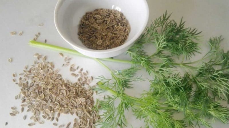 Beneficial properties of dill seeds and contraindications for their use