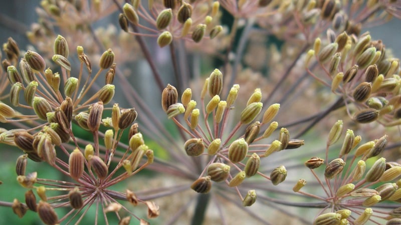 Beneficial properties of dill seeds and contraindications for their use