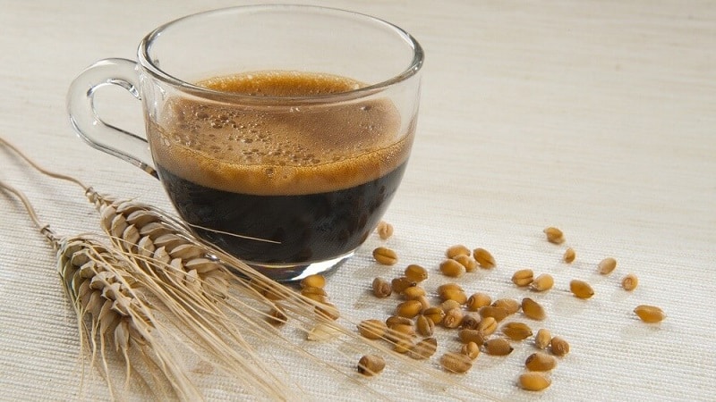 The benefits and harms of a coffee drink made from barley and rye, instructions for its preparation