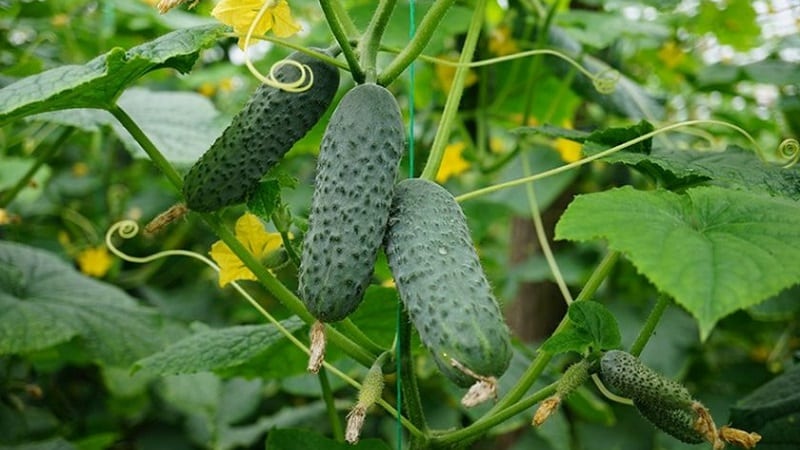 Dutch hybrid cucumber Cedric, inirerekomenda para sa paglaki sa mga kondisyon ng greenhouse