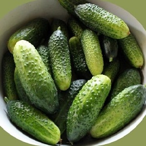 The Khrustik cucumber hybrid, popular among summer residents, has a juicy crunch and excellent taste.