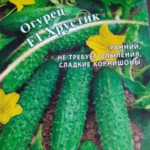 The Khrustik cucumber hybrid, popular among summer residents, has a juicy crunch and excellent taste.