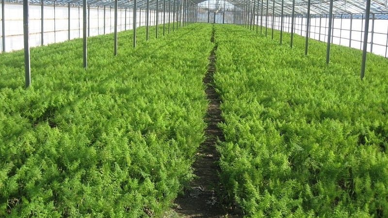 Step-by-step instructions for growing dill in a greenhouse all year round