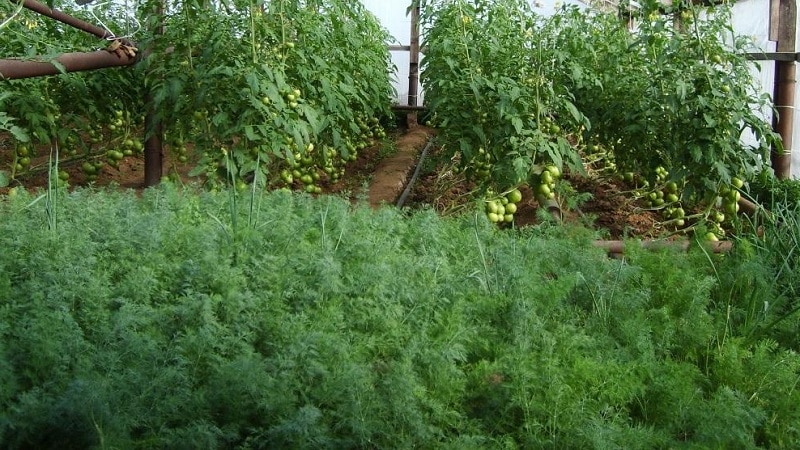 Instruccions pas a pas per cultivar anet en hivernacle durant tot l'any