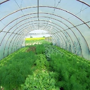 Step-by-step instructions for growing dill in a greenhouse all year round