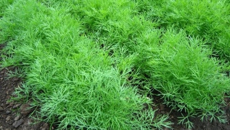 Step-by-step instructions for growing dill in a greenhouse all year round