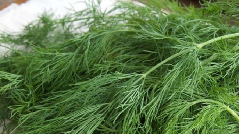 Step-by-step instructions for growing dill in a greenhouse all year round