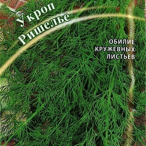 Instrukcje krok po kroku dotyczące uprawy kopru w szklarni przez cały rok