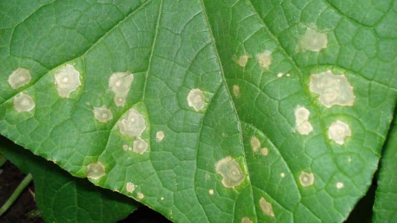 Yellow spots have appeared on the leaves of cucumbers: what to do to save the harvest