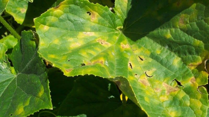 Auf den Blättern von Gurken sind gelbe Flecken aufgetreten: Was tun, um die Ernte zu retten?