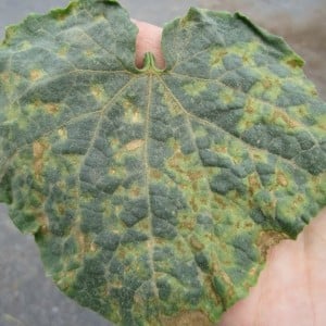 Des taches jaunes sont apparues sur les feuilles des concombres : que faire pour sauver la récolte