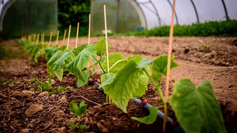 Rules for feeding cucumbers with chicken droppings in open ground and greenhouses