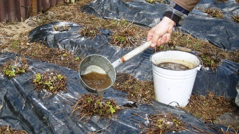 Rules for feeding cucumbers with chicken droppings in open ground and greenhouses