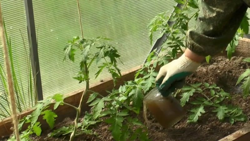 Reglas para alimentar tomates en un invernadero: qué fertilizantes y cuándo usar para obtener una rica cosecha.