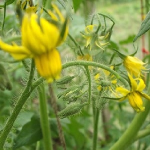 Regeln für die Fütterung von Tomaten in einem Gewächshaus: Welche Düngemittel und wann sollten Sie sie verwenden, um eine reiche Ernte zu erzielen?