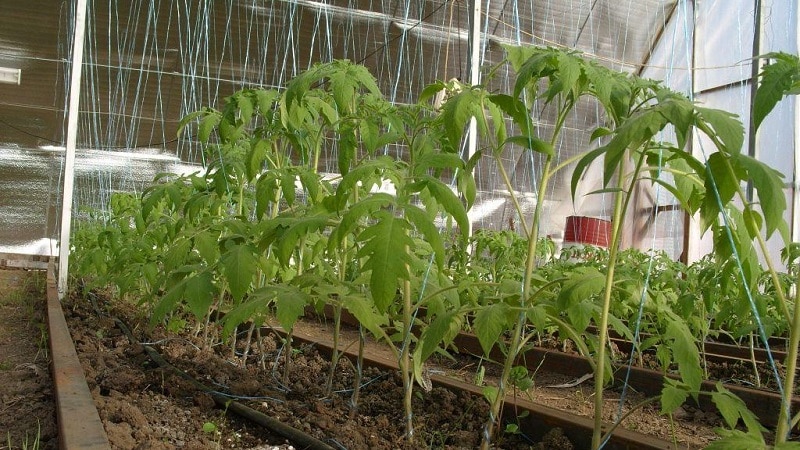 Regeln für die Fütterung von Tomaten in einem Gewächshaus: Welche Düngemittel und wann sollten Sie sie verwenden, um eine reiche Ernte zu erzielen?