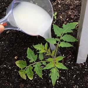 Regeln für die Fütterung von Tomaten in einem Gewächshaus: Welche Düngemittel und wann sollten Sie sie verwenden, um eine reiche Ernte zu erzielen?