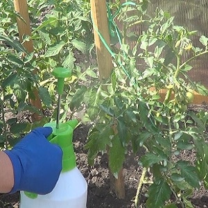 Règles pour nourrir les tomates en serre: quels engrais et quand les utiliser pour obtenir une récolte riche