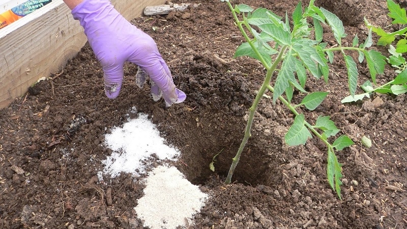 Règles pour nourrir les tomates en serre: quels engrais et quand les utiliser pour obtenir une récolte riche