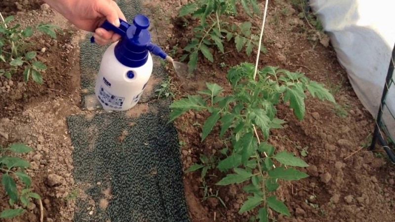 Regles per alimentar els tomàquets en un hivernacle: quins fertilitzants i quan utilitzar-los per obtenir una collita rica