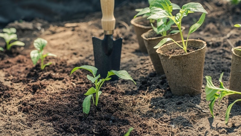 Regler for plantning af peber: forberedende fase, timing og nuancer af processen