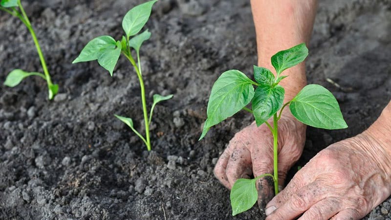 Règles de plantation des poivrons : étape préparatoire, calendrier et nuances du processus