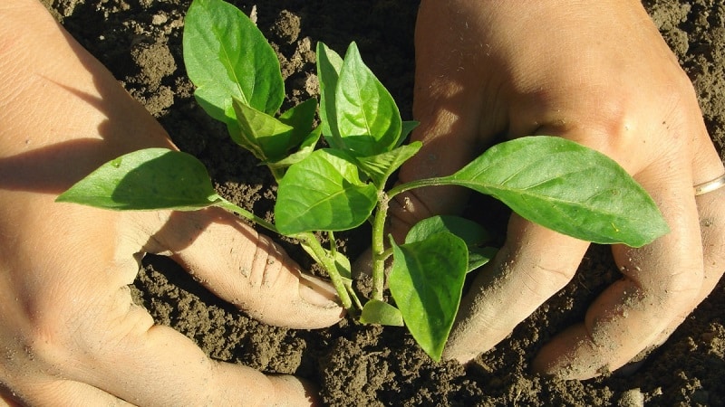 Règles de plantation des poivrons : étape préparatoire, calendrier et nuances du processus