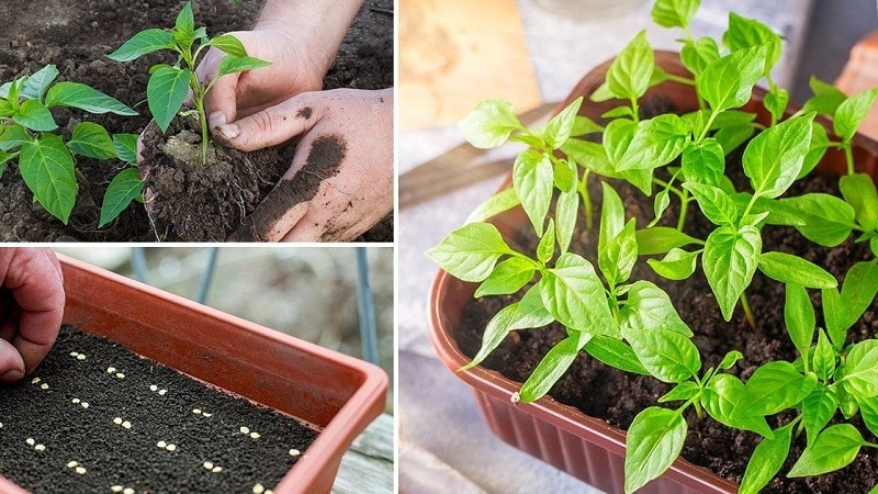 Pravila za sadnju paprike: pripremna faza, vrijeme i nijanse procesa