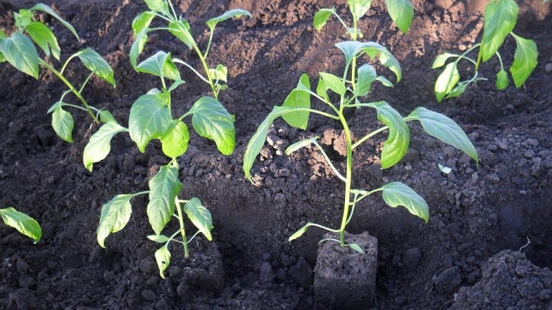 Rules for planting peppers: preparatory stage, timing and nuances of the process