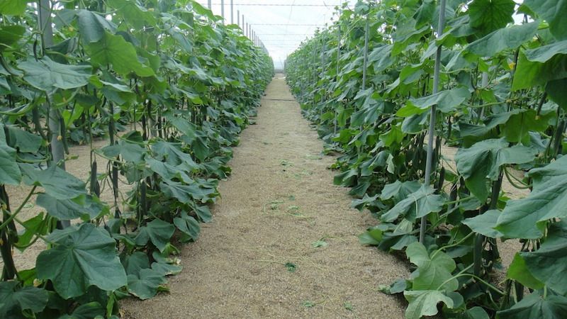 Sa anong temperatura ng gabi lumalaki ang mga pipino sa bukas na lupa at sa isang greenhouse?