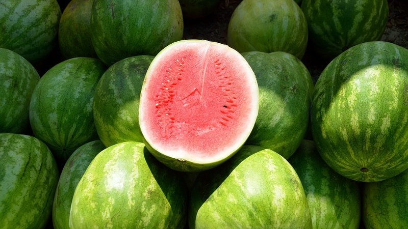 Raisons pour lesquelles la pastèque est amère et est-il possible de manger un tel fruit ?