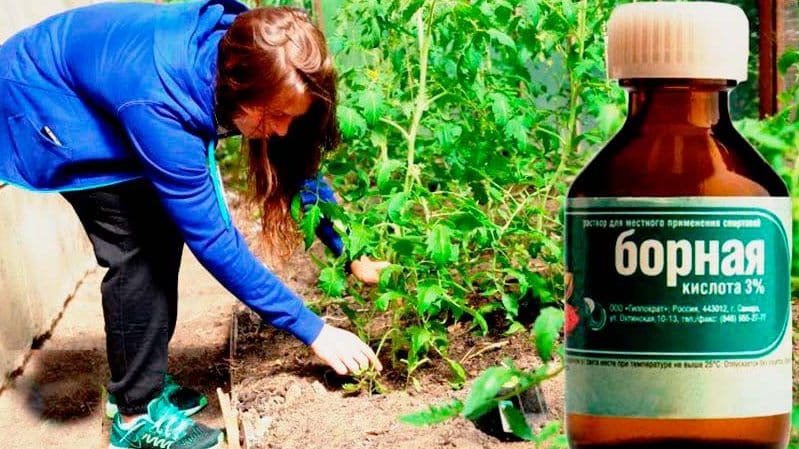 Användningen av borsyra för växter: tomater, gurkor, paprika och andra grödor