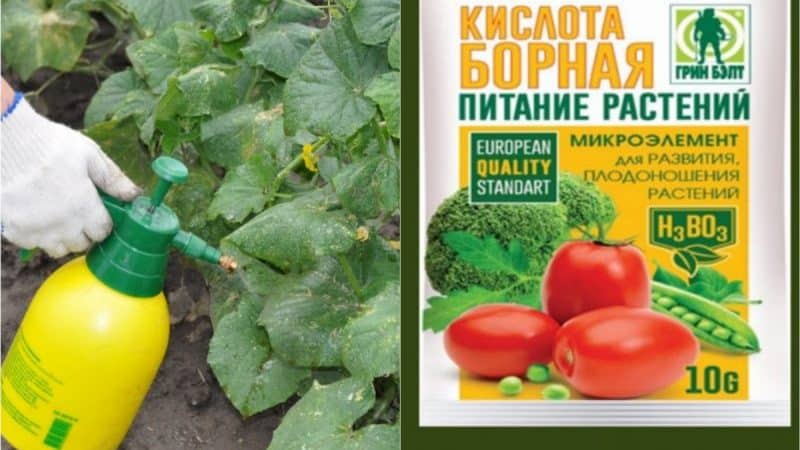 Употреба борне киселине за биљке: парадајз, краставце, паприке и друге усеве