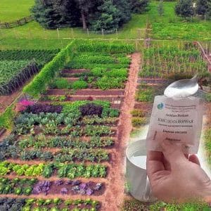 O uso de ácido bórico para plantas: tomate, pepino, pimentão e outras culturas